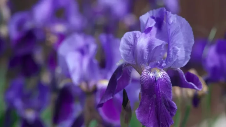 The Iris With a 'Beard': Why This Ruffled, Velvety Bloom Is Taking Over Gardens This Summer - Featured image
