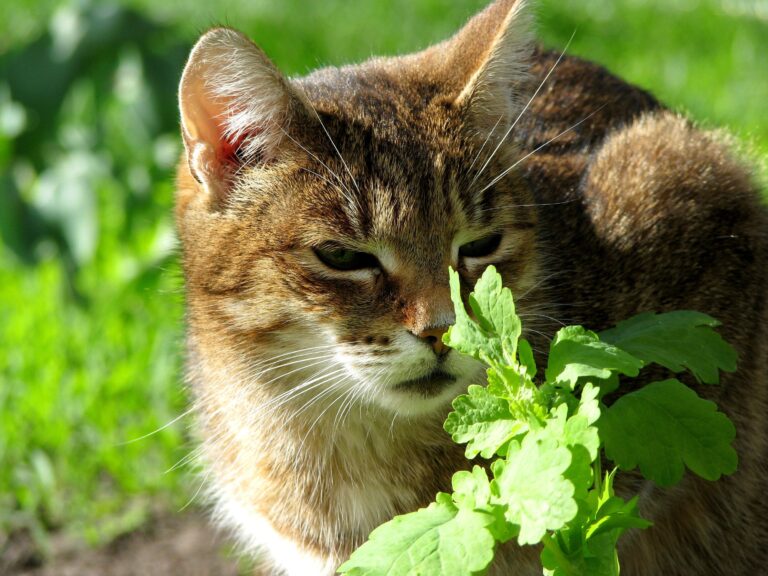The Backyard Weed That Repels Mosquitoes Better Than Any Store-Bought Spray - Featured image