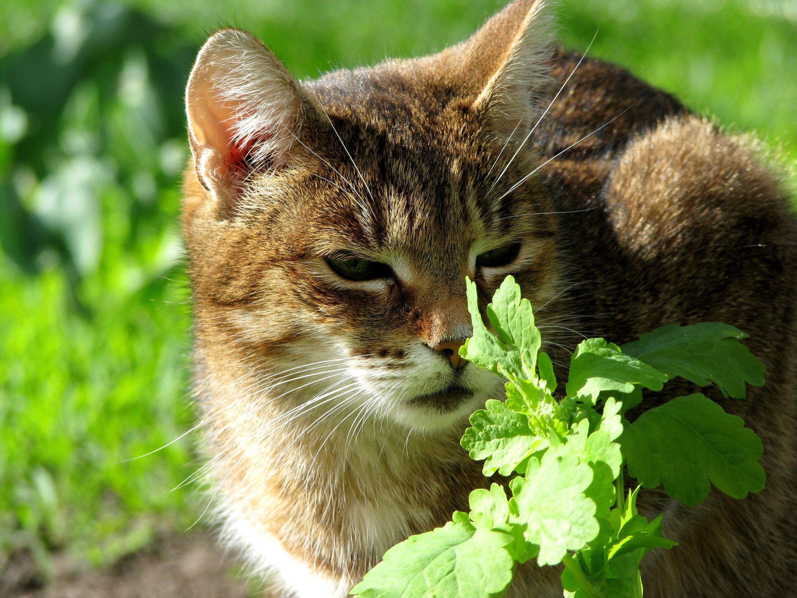 The Backyard Weed That Repels Mosquitoes Better Than Any Store-Bought Spray