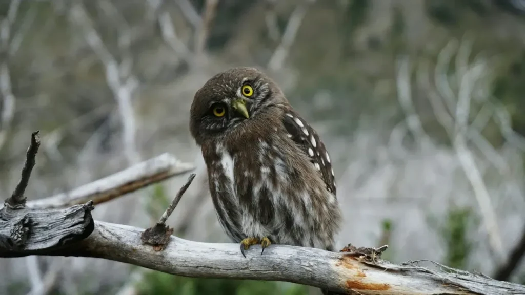 Las Vegas Growth Squeezes Burrowing Owls - Featured image