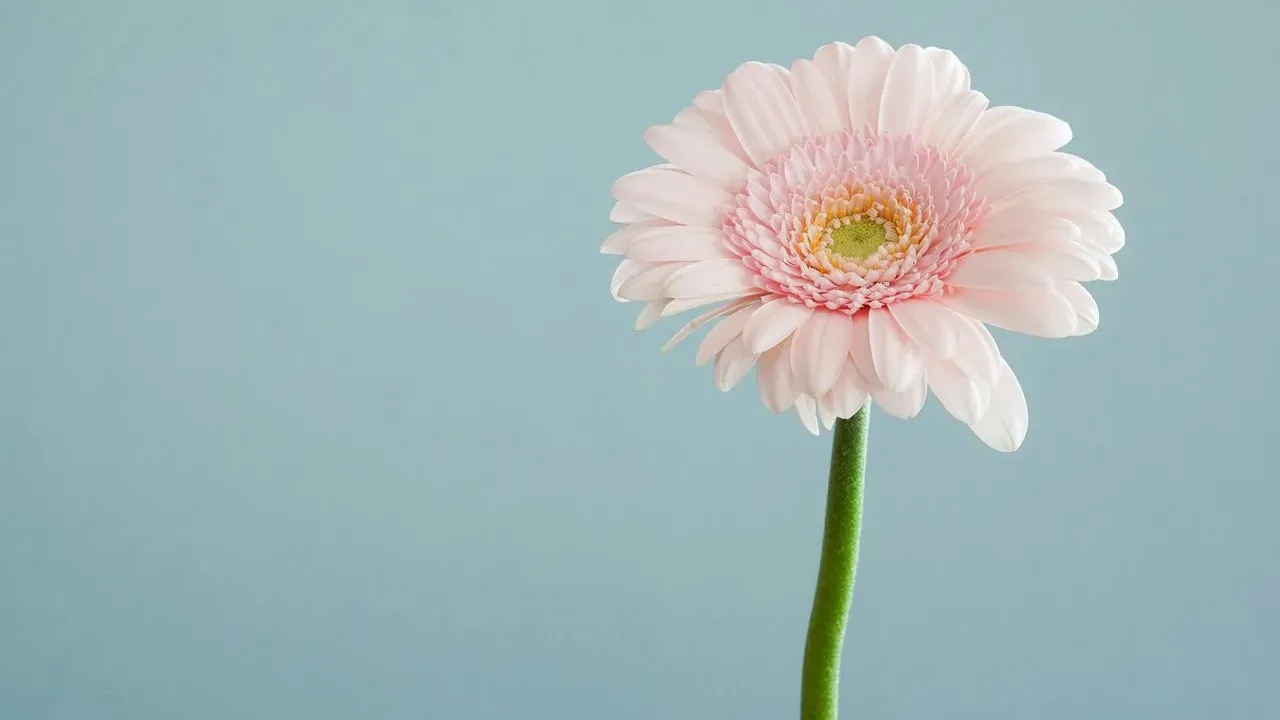 July Blooms Persist After Heat Wave