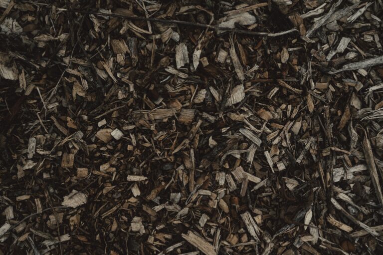 The Mulch Volcano Mistake Killing More Trees Than Any Pest - Featured image