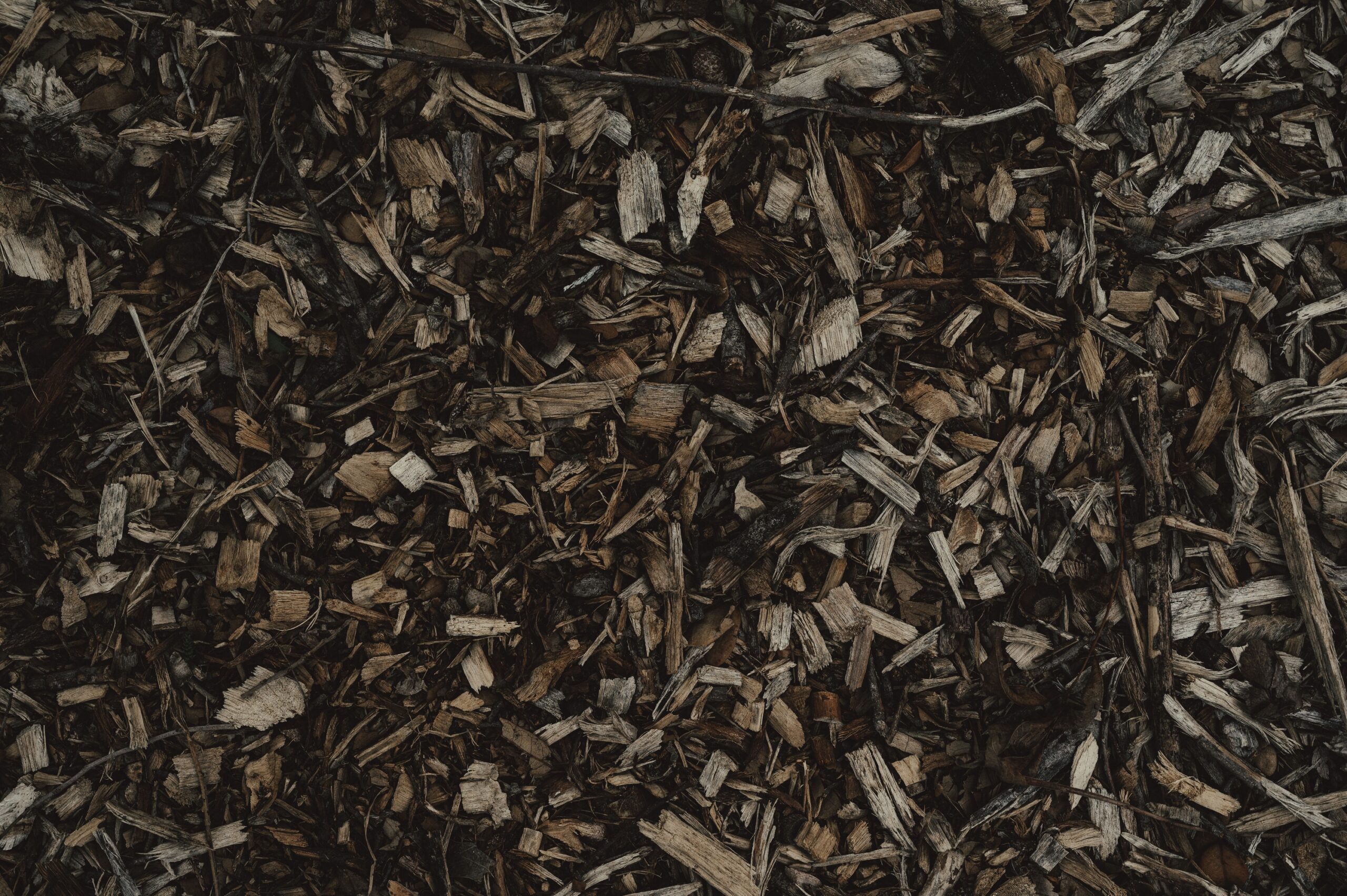 The Mulch Volcano Mistake Killing More Trees Than Any Pest