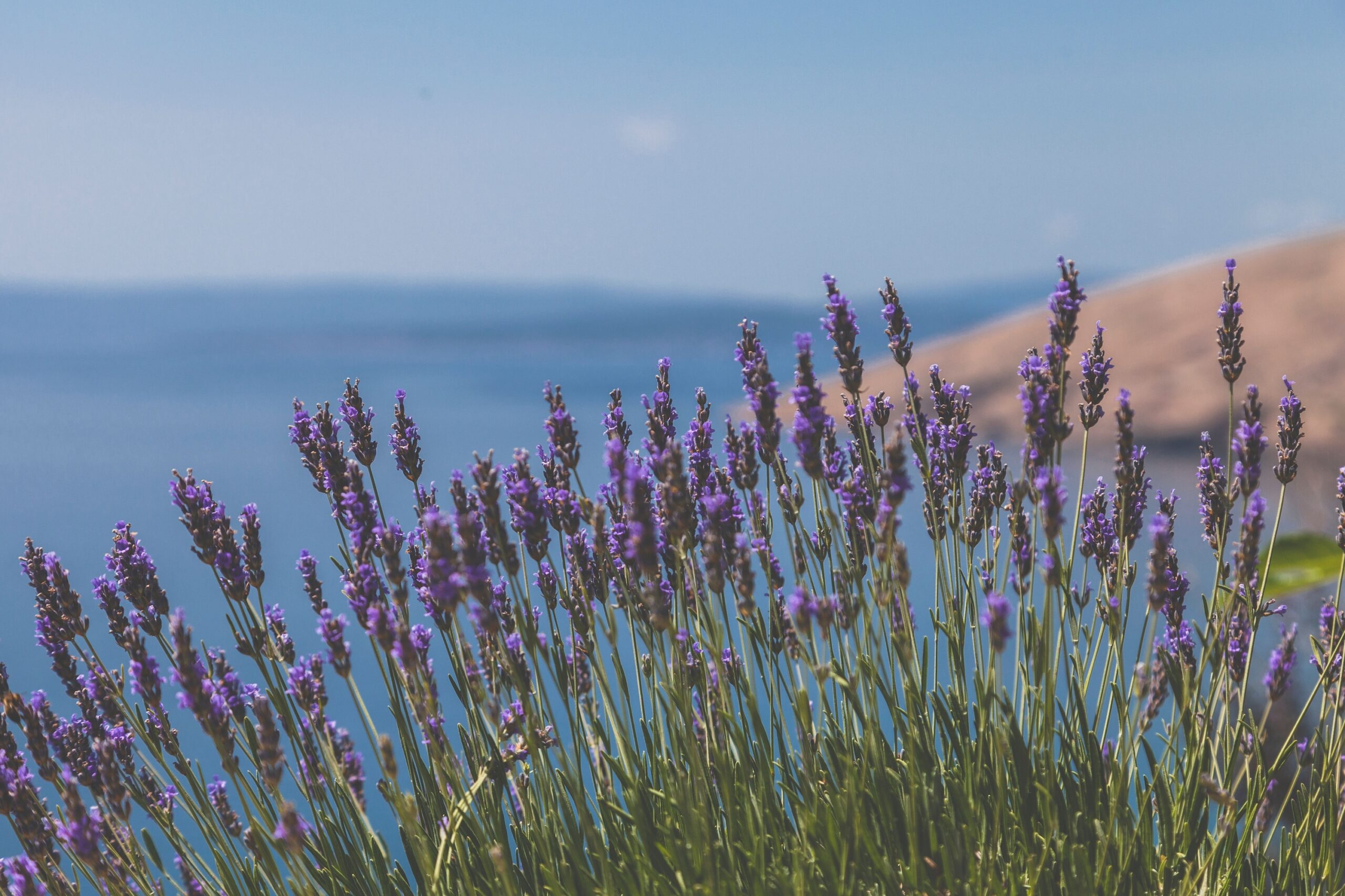 If You Want Your San Diego Garden to Flourish, Plant These 5 Coastal Beauties