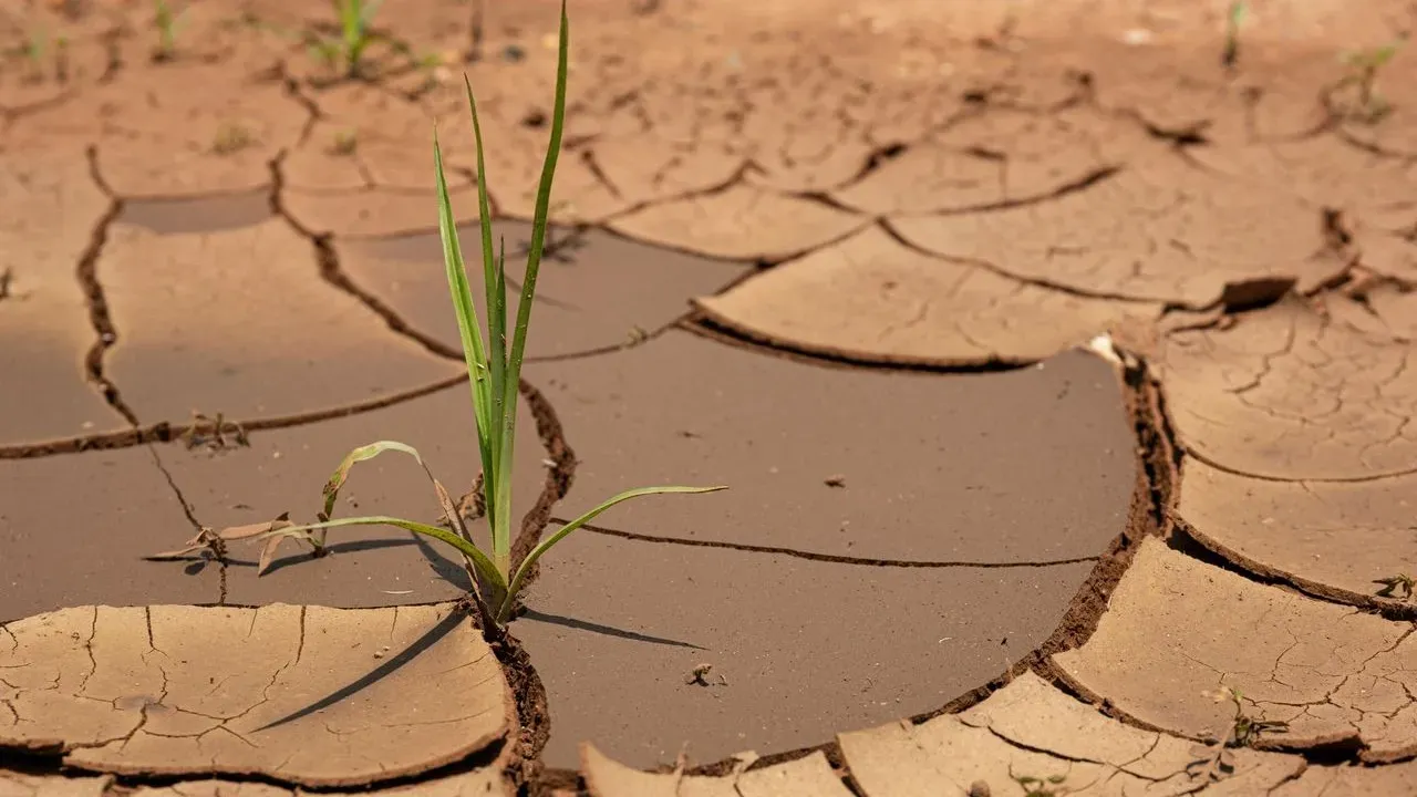 Swap Thirsty Plants to Cut Summer Water Use