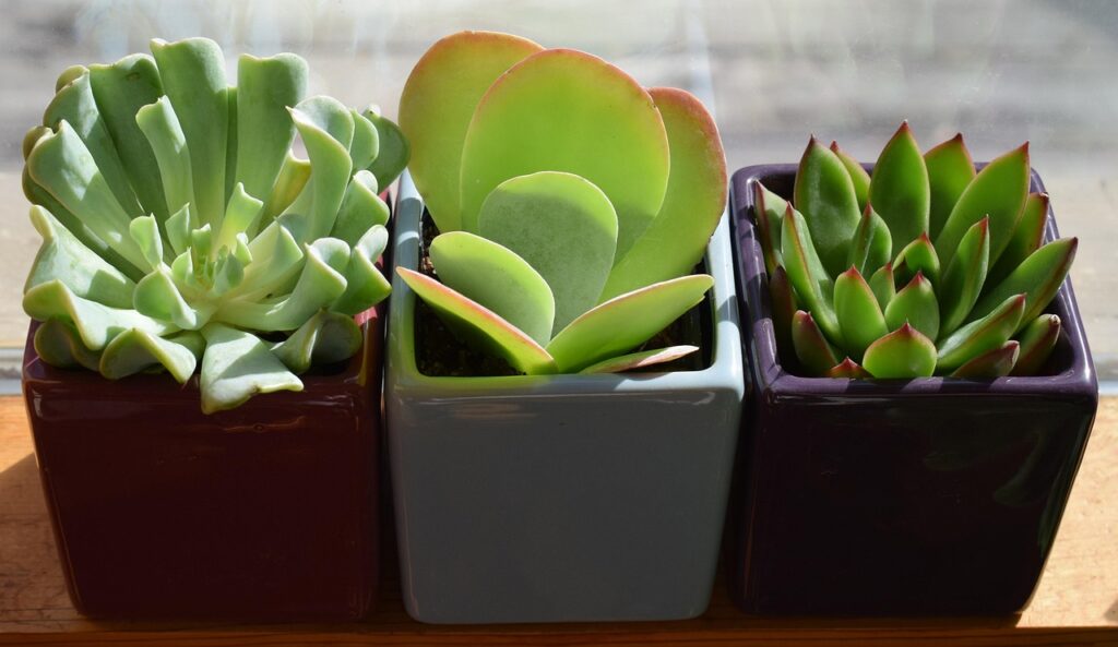 6 Retro Houseplants Making Their Way Back Into Homes - Featured image