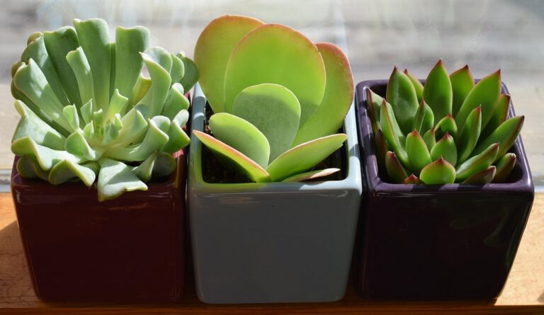 6 Retro Houseplants Making Their Way Back Into Homes - Featured image