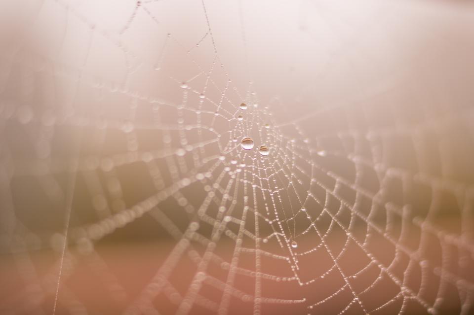Why Some Spiders Are More Helpful Than Harmful Indoors
