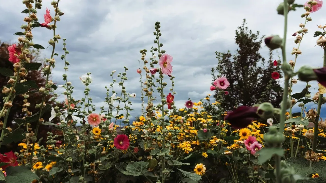 GPOD Spotlights Reader Summer Garden Moments