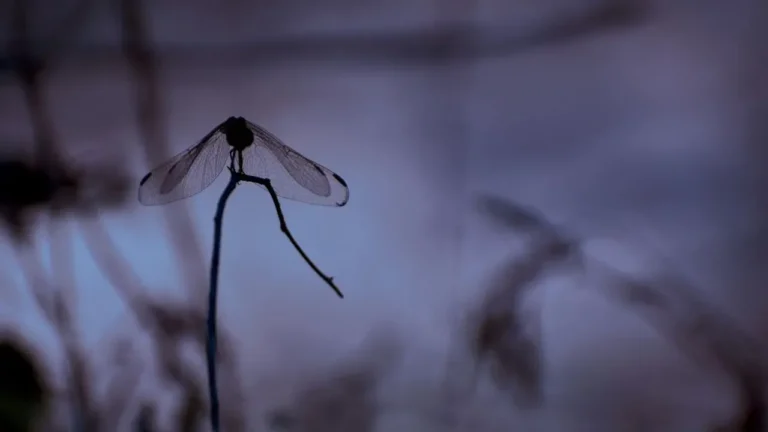 The Desert Insects Most Gardeners Mistake for Pests - Featured image
