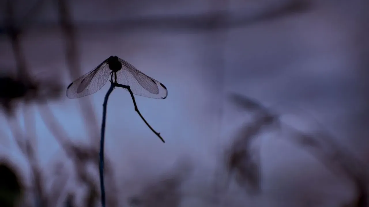 The Desert Insects Most Gardeners Mistake for Pests