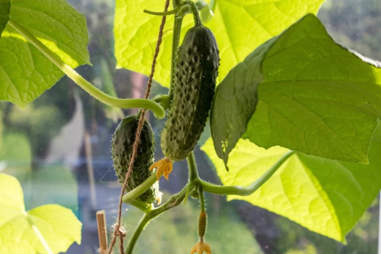 The Early Warning Sign Your Cucumber Plants Are About to Collapse From Bacterial Wilt - Featured image