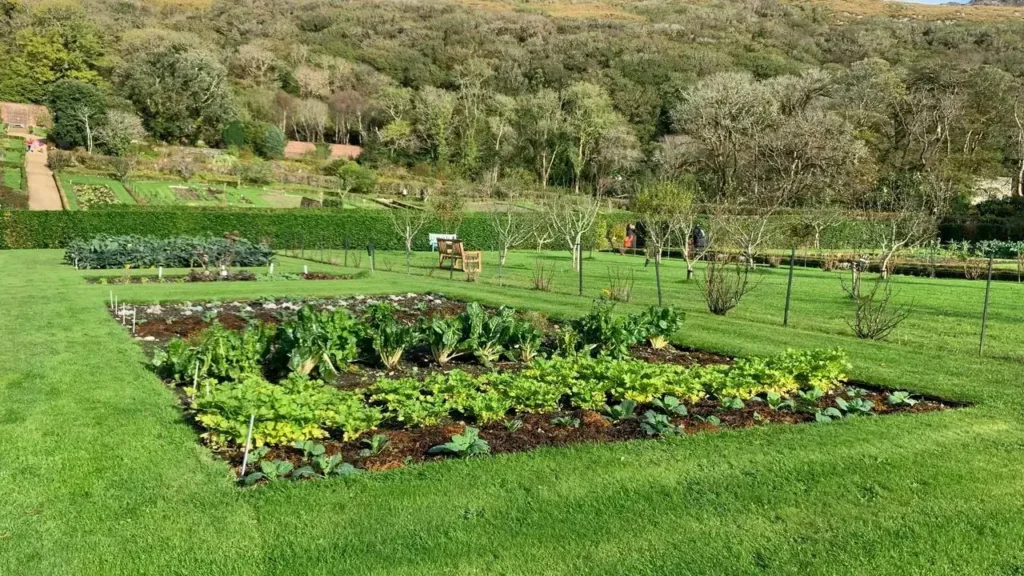 Vegetables That Thrive in Shade, Not Full Sun - Featured image