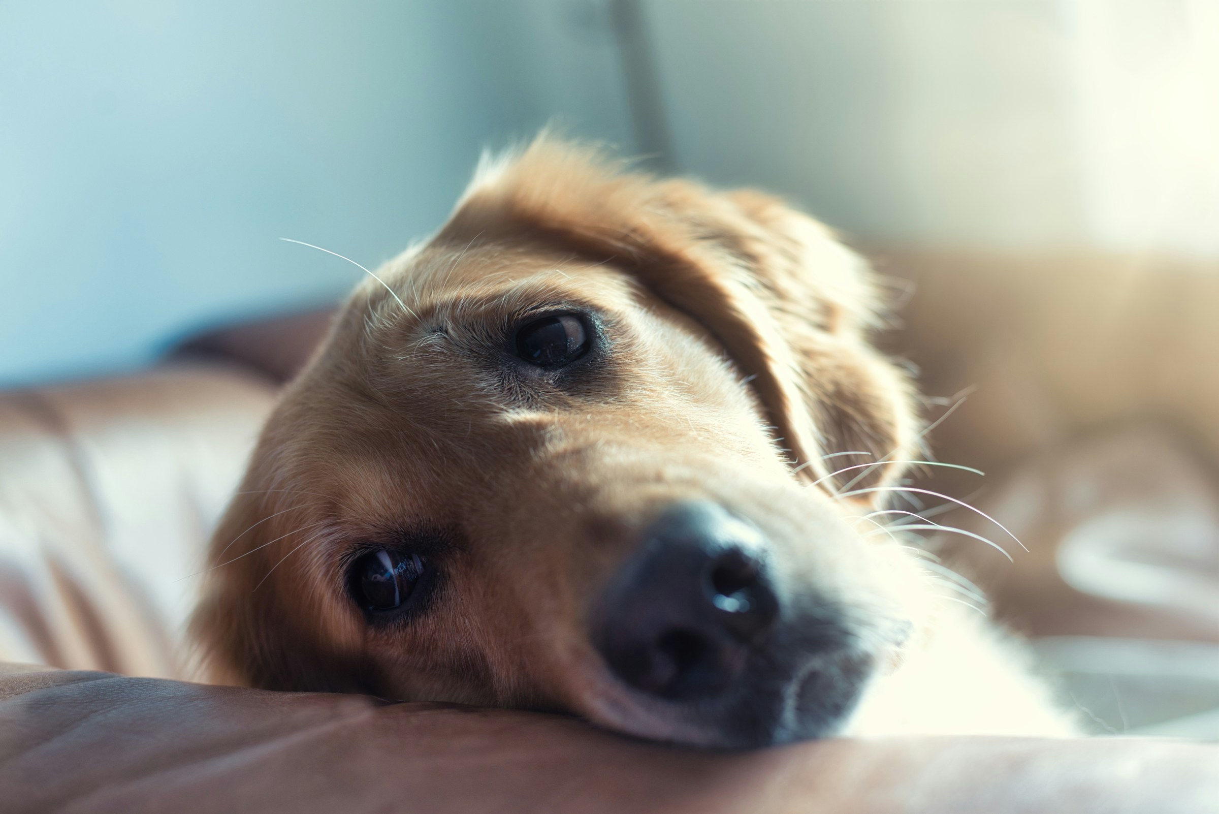 The Common Backyard Plant That's Secretly Toxic to Pets