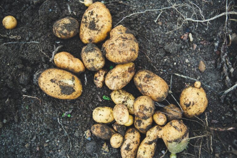 The Common Vegetable That Turns Toxic If You Grow It Wrong - Featured image