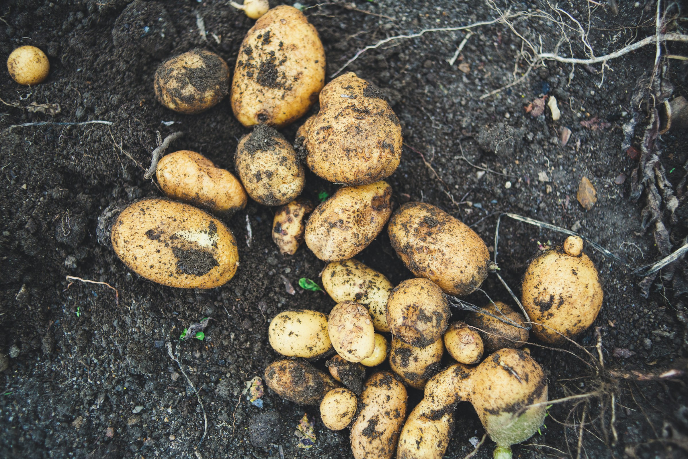 The Common Vegetable That Turns Toxic If You Grow It Wrong
