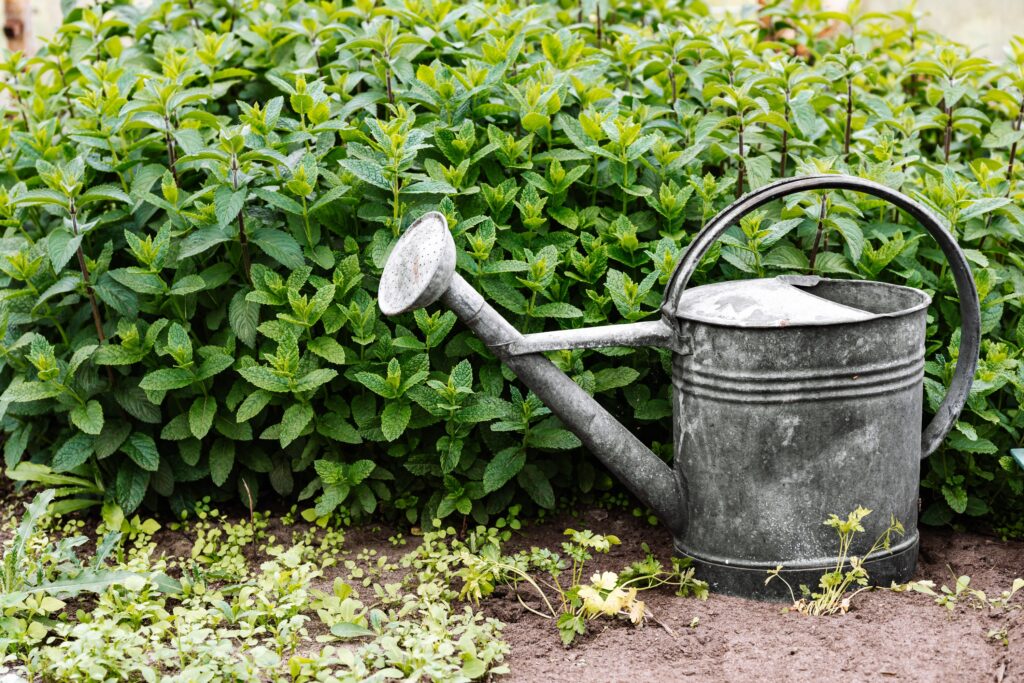 The Common Watering Mistake 90% of Backyard Gardeners Make Every Summer - Featured image