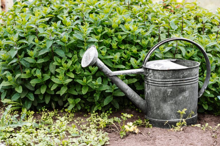 The Common Watering Mistake 90% of Backyard Gardeners Make Every Summer - Featured image