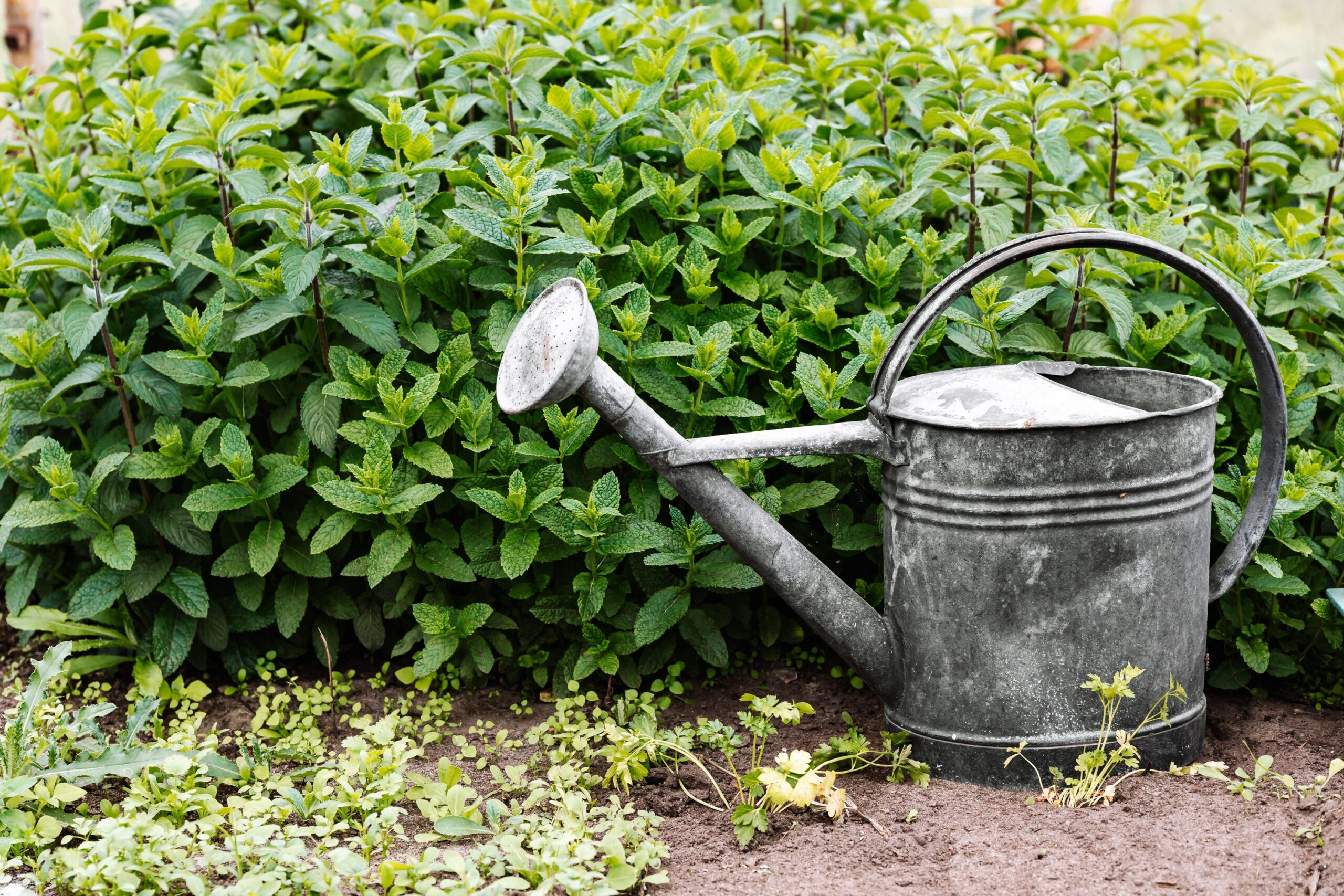 The Common Watering Mistake 90% of Backyard Gardeners Make Every Summer