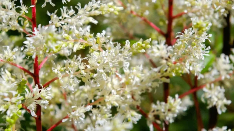 Astilbe Delivers Color Where Shade Gardens Often Struggle - Featured image