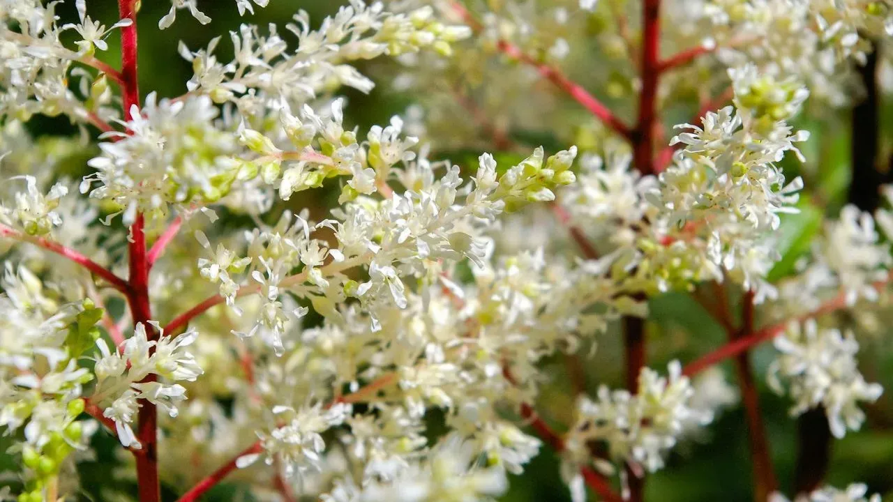 Astilbe Delivers Color Where Shade Gardens Often Struggle
