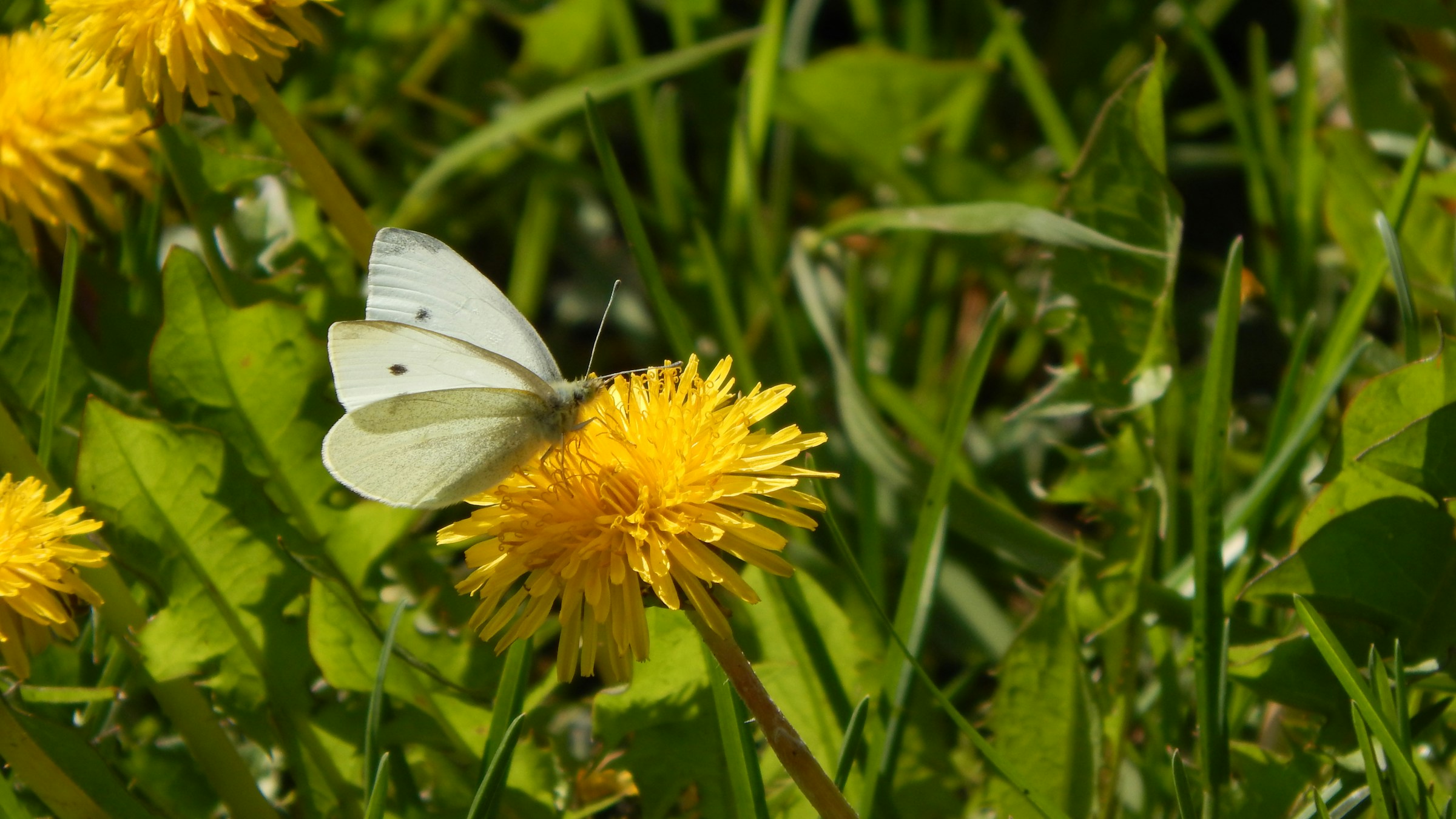 The One Weed You Should Never Pull (And Why Experts Leave It Alone)