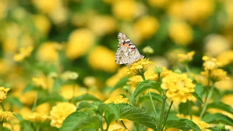 Lantana and Eugenia Deliver Standout Performances in Encino Gardens - Featured image
