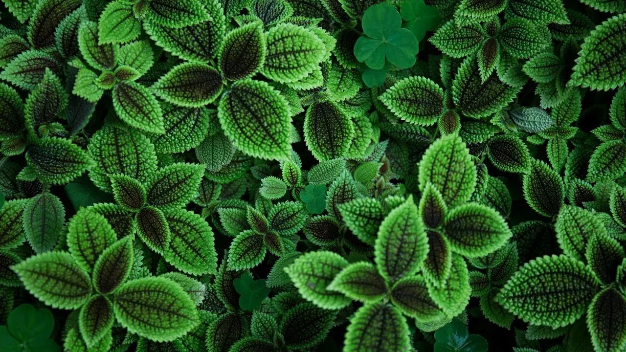 Why the War on Invasive Plants Backfires
