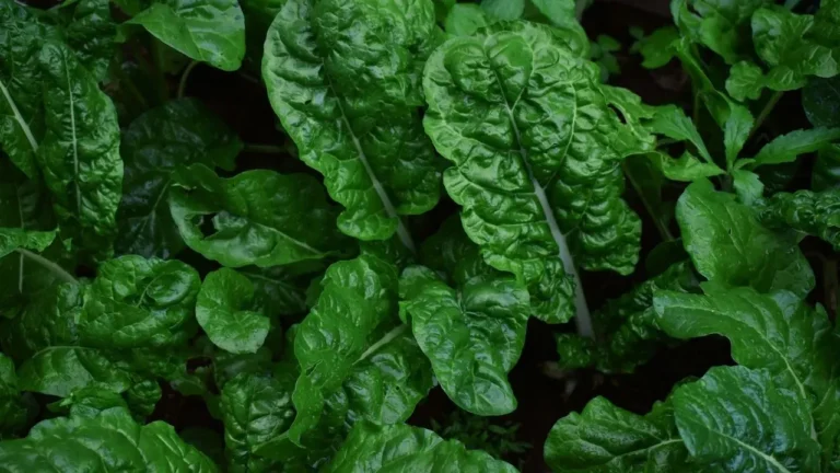 The Reliable Way to Start Spinach Seeds Despite Summer Heat - Featured image