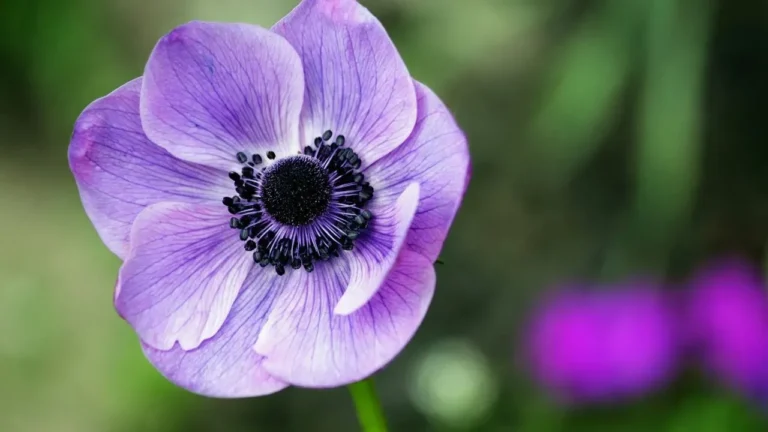 The One Flower That Blooms in Every Season—And Most Gardeners Don’t Know It - Featured image