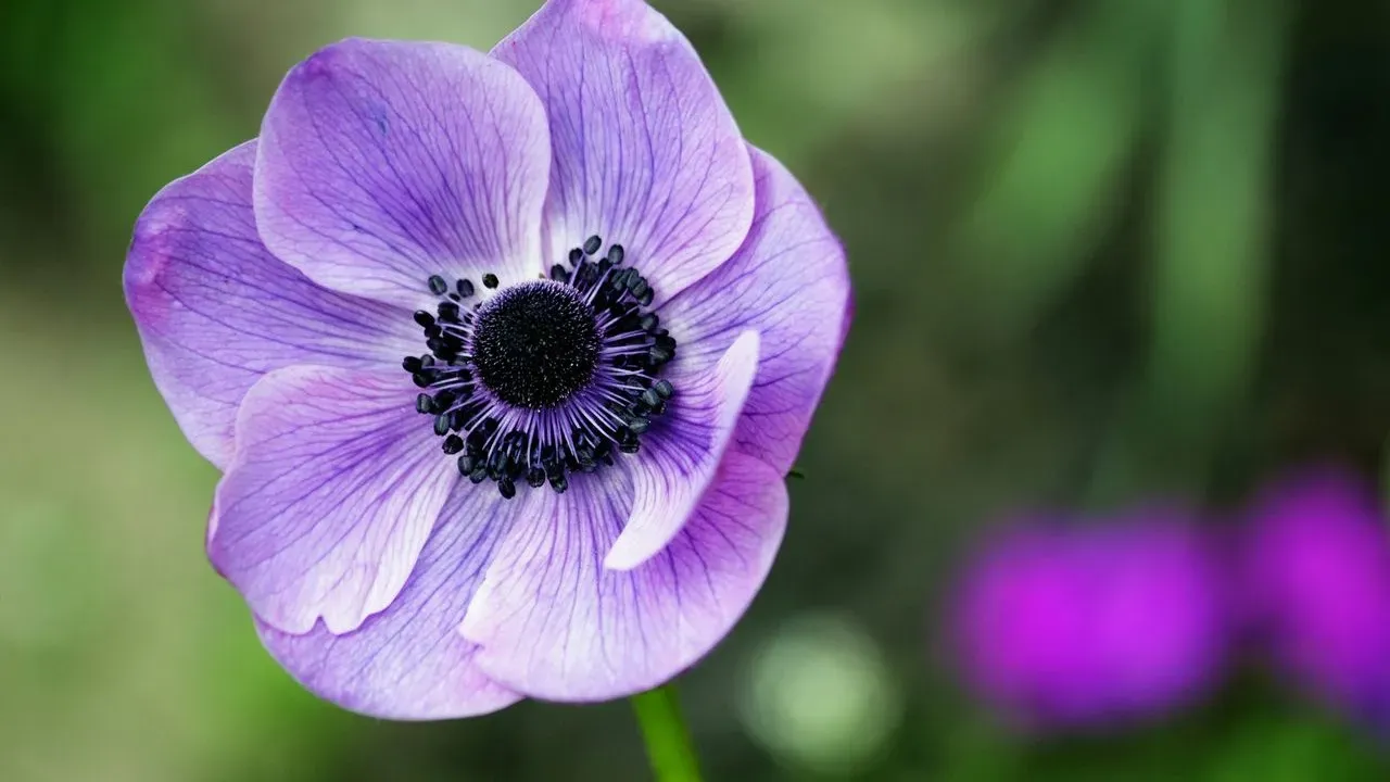 The One Flower That Blooms in Every Season—And Most Gardeners Don’t Know It