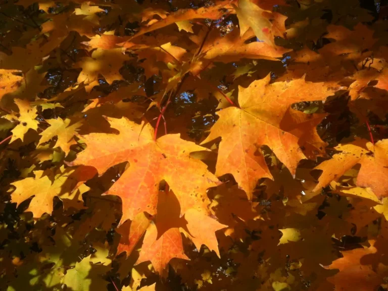 The Hidden Backyard Value of Autumn Leaves: Why You Should Never Bag Them Up - Featured image