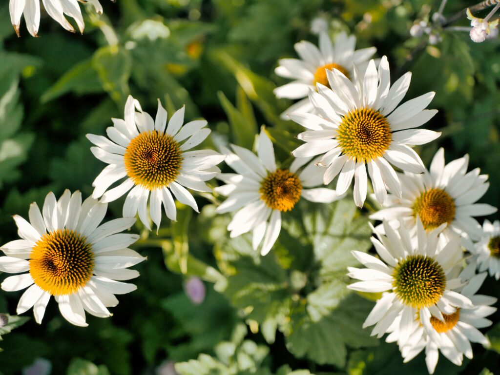 If You Want Your Long Beach Garden To Flourish, Plant These 5 Vibrant Perennials - Featured image