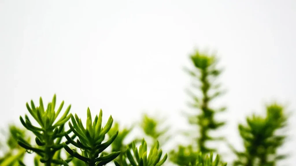 Sedum Emerges as the Go-To Succulent for Resilient American Gardens - Featured image