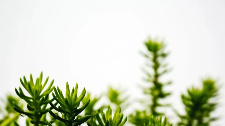 Sedum Emerges as the Go-To Succulent for Resilient American Gardens - Featured image