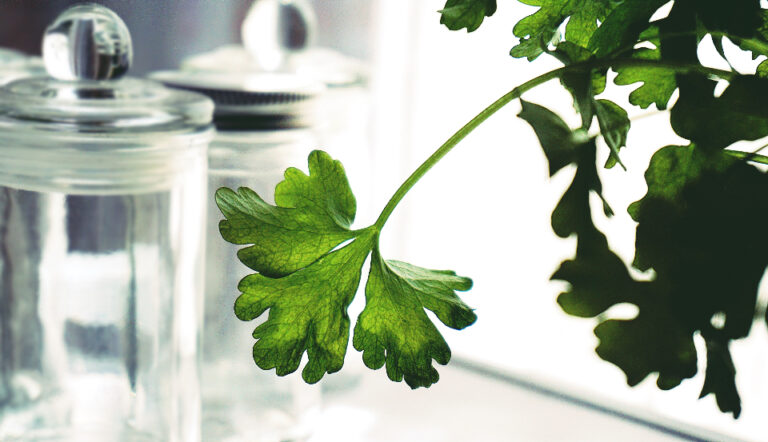 The Reason Your Herbs Keep Dying Even With "Perfect" Care - Featured image