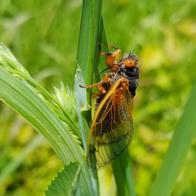 Why Certain Insects Only Appear Once Every 17 Years - Featured image