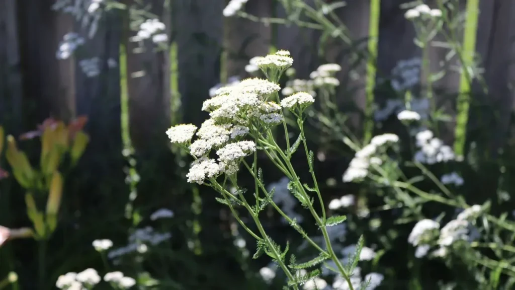 Suzannah Turns Midwest Clay Soil Into a Thriving Personal Garden - Featured image