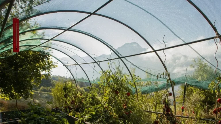 Shade Cloth Steps In as Vegetable Gardens Struggle Under Record Summer Heat - Featured image