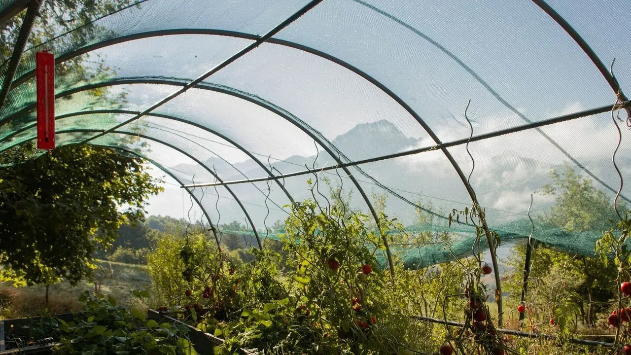 Shade Cloth Steps In as Vegetable Gardens Struggle Under Record Summer Heat