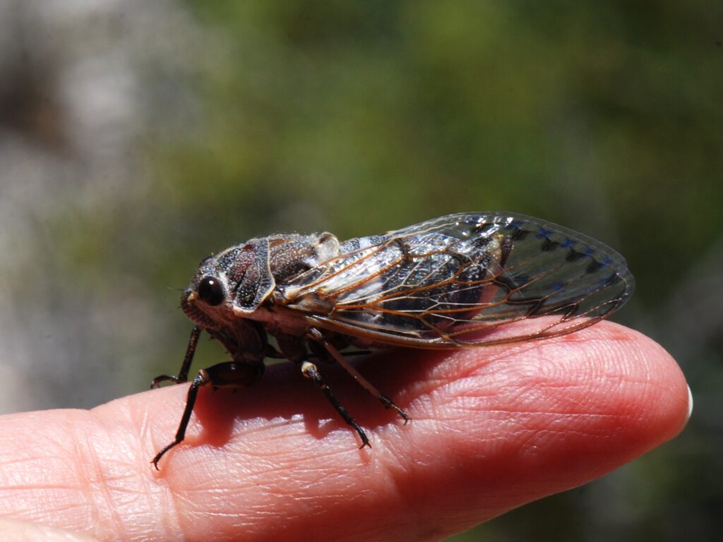 Hundreds Of Cicadas Swarm A Single Suburban Garden After Strange Subterranean Shift - Featured image