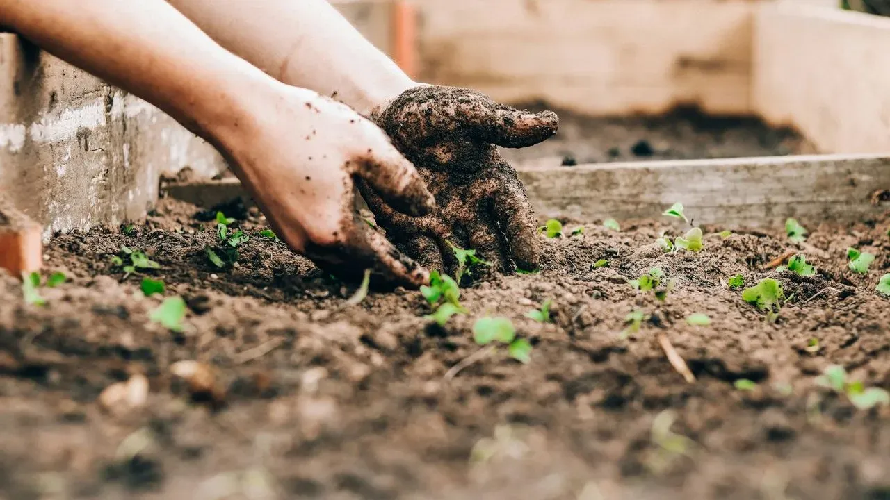 You Don't Have to Choose: Gardening With Nature While Keeping a Formal Look