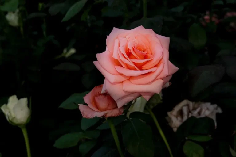 The One Watering Schedule That Actually Doubles Rose Bloom Count - Featured image