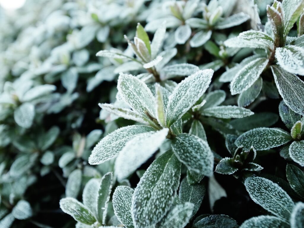 How to Protect Your Backyard Orchard From Late Frost Before It Ruins Your Fruit Harvest - Featured image