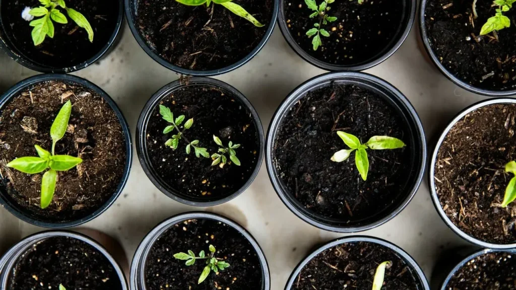 Seasoned Gardeners Push Back Against Nursery Assumptions - Featured image