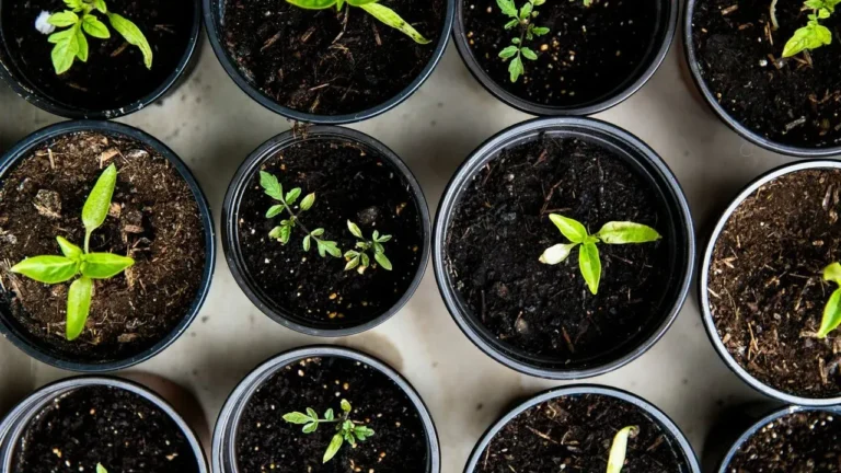 Seasoned Gardeners Push Back Against Nursery Assumptions - Featured image
