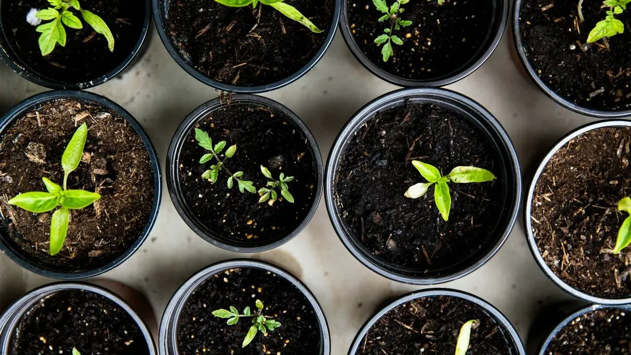 Seasoned Gardeners Push Back Against Nursery Assumptions