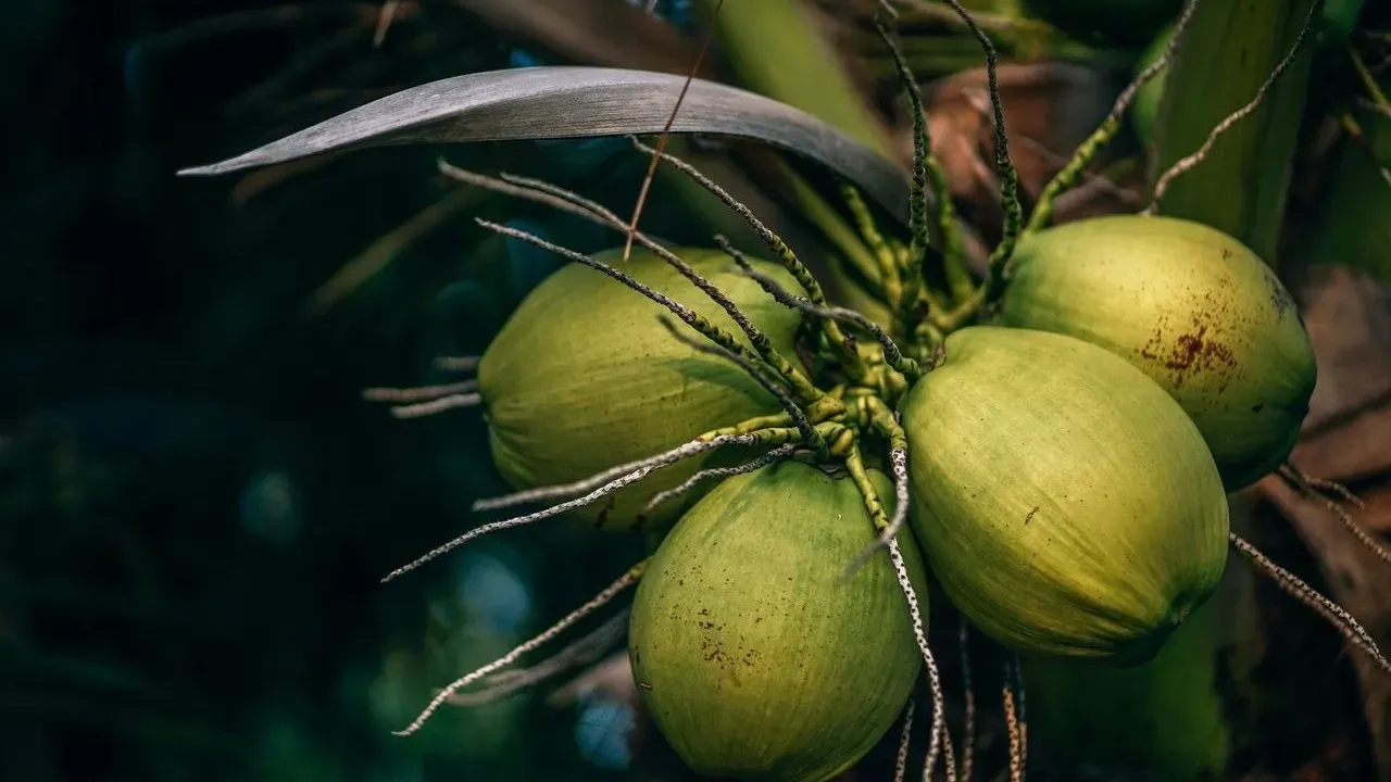 Planted at Age 15, This Coconut Palm Was Felled Over a Questionable Termite Diagnosis