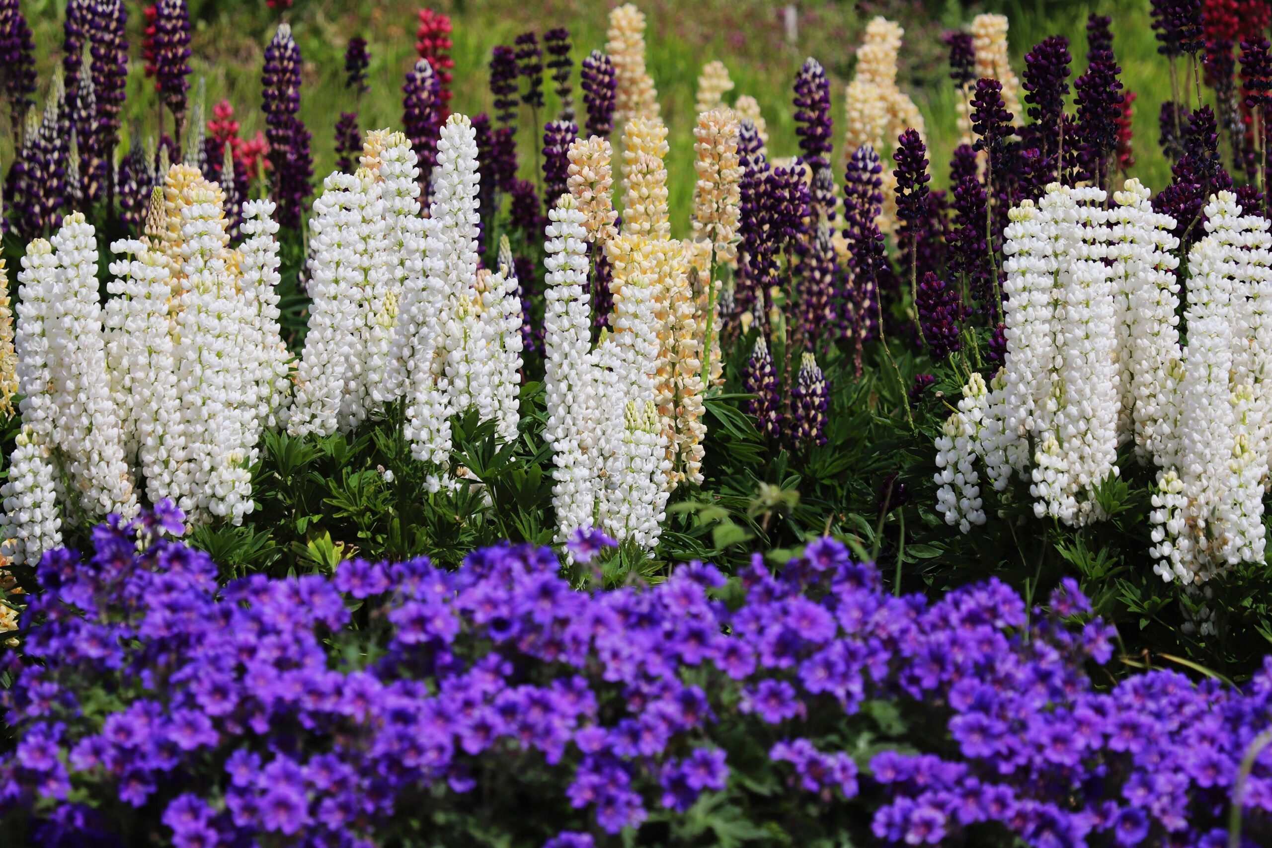 Forgotten Perennials Every Grandmother Grew