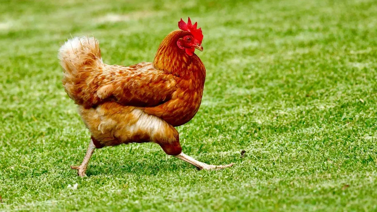 The Natural Approach to Worm Control for Backyard Chickens